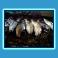Cod fish resting-Smolna.jpg